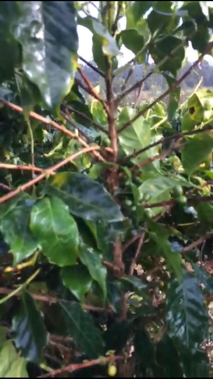 Foto 4: Planta de café da cultivar Catucaí 2SL depois de passar a colhedora de café regulada e com pontas de silicone no dia 05 de junho de 2020. Fonte: Própria (2020).