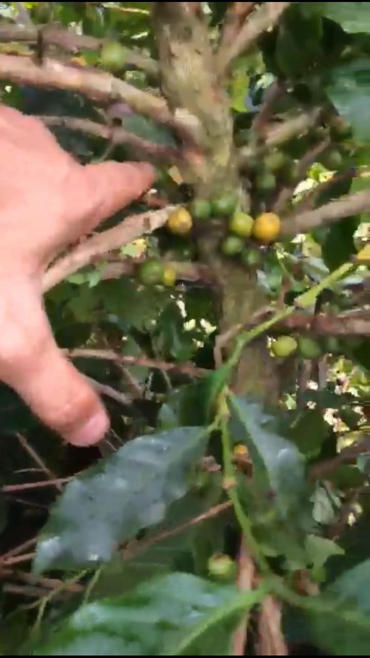 Foto 5: Planta de café da cultivar Catucaí 2SL depois de passar a colhedora de café regulada e com pontas de silicone no dia 05 de junho de 2020, observa-se frutos maduros dentro da planta possivelmente devido ao uso do maturador cujo o ingrediente ativo é o Ethefon na concentração de diluição em água de 1 mL do produto comercial para litro de água. Fonte: Própria (2020).