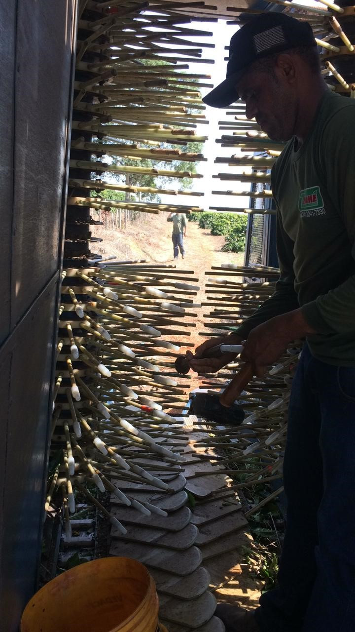 Foto 3: Imagem de um operador colocando pontas de silicone na ponta das varetas com o auxílio de um batedor de vareta e uma marreta para evitar o descascamento do caule (ortotrópico) da planta de café, pode-se observar que foi tirado três colares de cada lado nos rolos agitadores para evitar picar a copa das plantas, pois, nesse local não tinha café. Fonte: Própria (2020).
