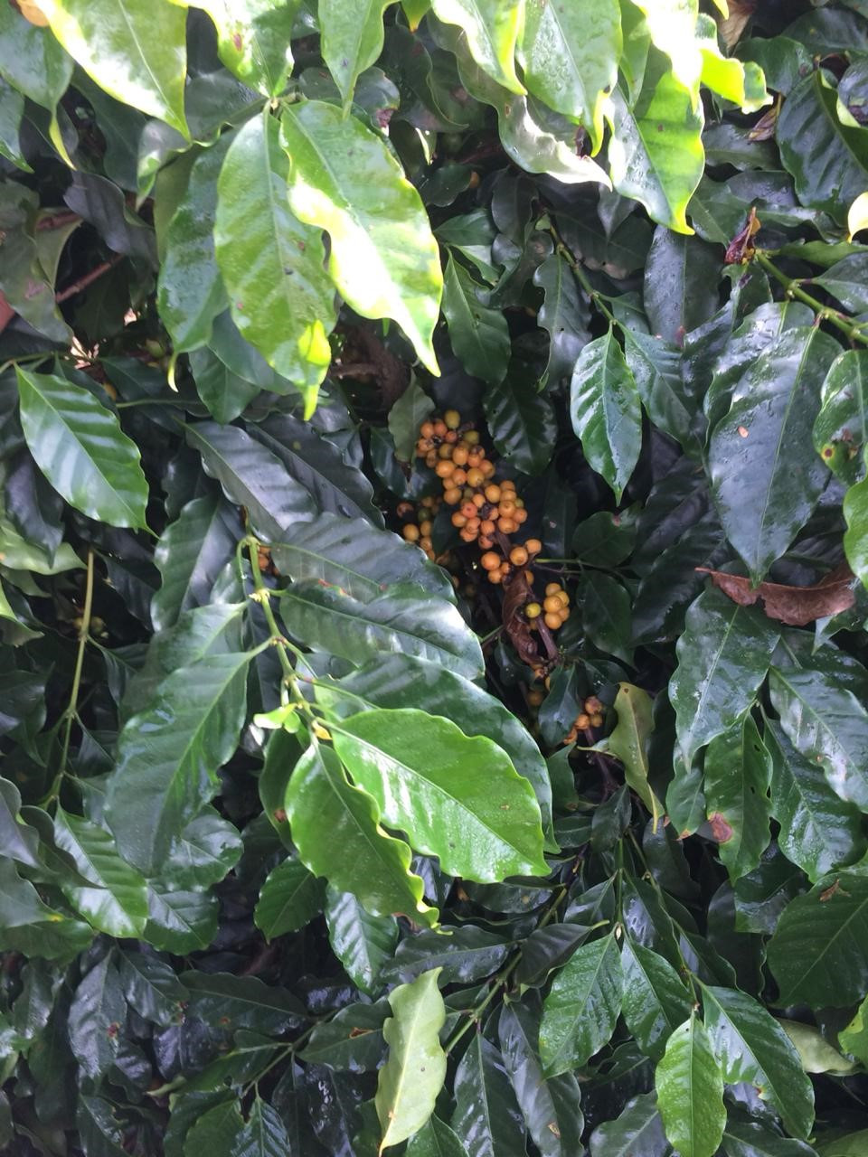 Foto 11: Planta de café da cultivar Catucaí 2SL depois de passar a colhedora de café regulada no dia 05 de junho de 2020, observa-se frutos bem maduros dentro da planta possivelmente devido ao uso do maturador cujo o ingrediente ativo é o Ethefon na concentração de diluição em água de 1mL do produto comercial para litro de água. Fonte: Própria (2020).